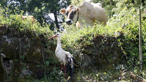 El ave herida apareció en un prado de la localidad de Outeiro, en la parroquia de San Salvador de Asma