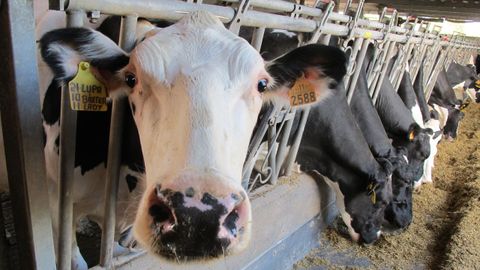 Cada vaca de la comarca produce de media unos 9.500 litros de leche al año