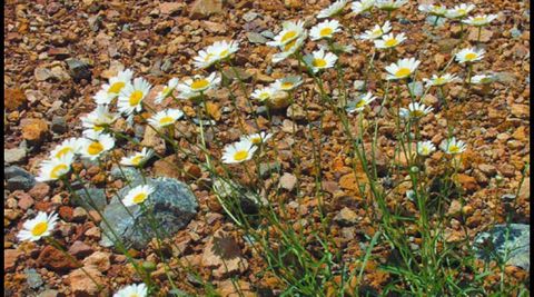 «Leucanthemum gallaecicum». Planta exclusiva en esta zona de Galicia