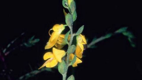 «Genista ancistrocarpa».
Poblaciones en esta zona, Huelva y puntos de Portugal y Marruecos