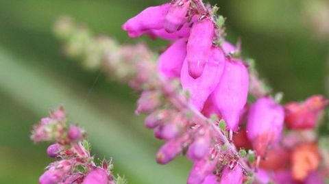 «Erica ciliaris». Un tipo de brezo común que deberá ser repuesto junto a la A-54.