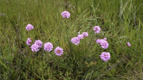 «Armeria merinoi». Especie endémica que solo está en la sierra de O Careón.