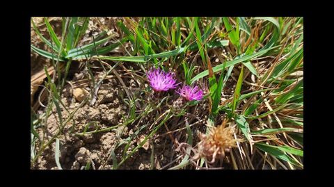 «Centaurea janeri gallaecica». Es abundante en la zona, pero habrá control sobre ella