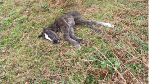 Una potra muerta por causas naturales