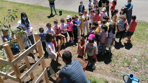 Plantación de un carballo en el colegio de Chancelas, en Combarro
