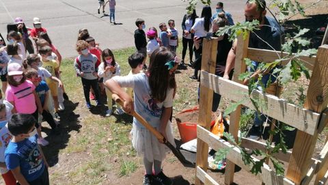 Plantación de un carballo en el colegio de Chancelas, en Combarro