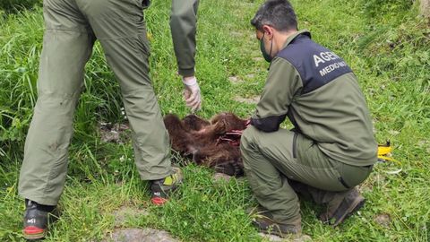 Imagen de archivo de efectivos de Medio Natural de Asturias junto a los restos de un oso pardo