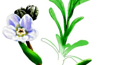 Flor Embiguiña. Ilustración de Suso Cubeiro