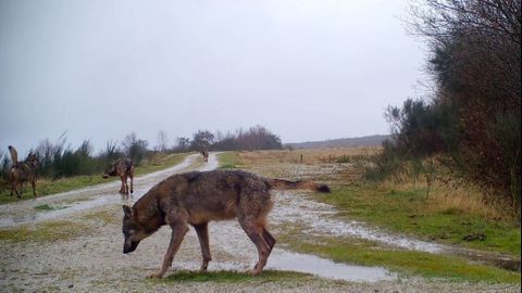 Imagen captada por una cámara de fototrampeo