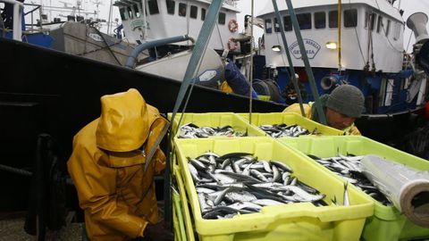 Si a la flota le cobran el doble por el combustible, Europeche pronostica un encarecimiento del pescado, como estos bocartes que descargaron cerqueros en el puerto de Burela a finales de abril