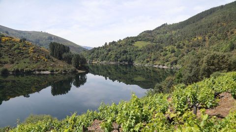 Zona de viñedos en el municipio de Negueira de Muñiz