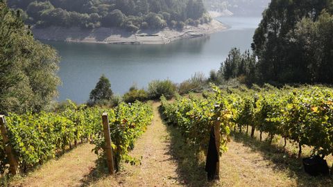 Viñedos en Negueira de Muñiz, donde la viticultura está mecanizada