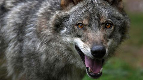 El lobo Aullador del recinto de la Casa del Lobo de Belmonte de Miranda