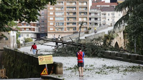 Un árbol corta el paso al Puente Romano