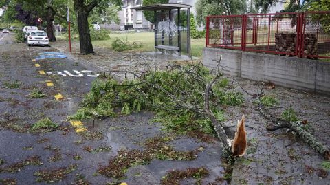 El viento arrancó árboles en casi todas las calles