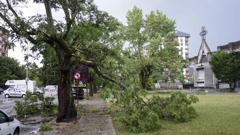 El viento arrancó árboles en casi todas las calles