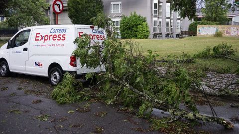 El viento arrancó árboles en casi todas las calles