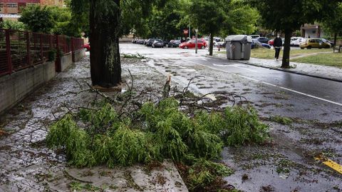 El viento arrancó árboles en casi todas las calles