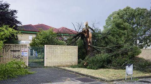 El viento arrancó árboles en casi todas las calles