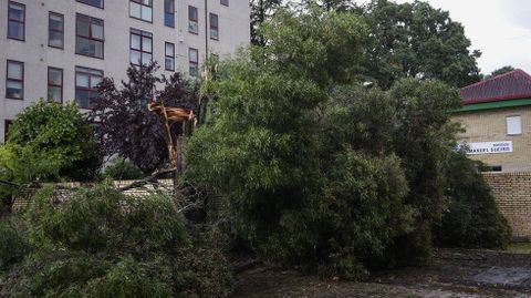 El viento arrancó árboles en casi todas las calles