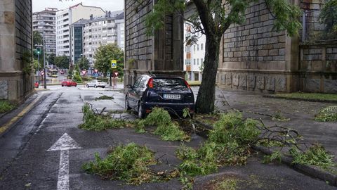 El viento derribó árboles en casi todas las calles