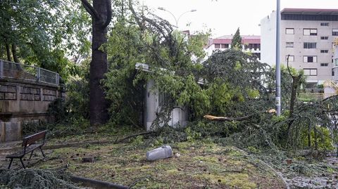 El viento derribó árboles en casi todas las calles