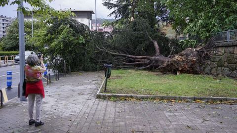 El viento derribó árboles en casi todas las calles