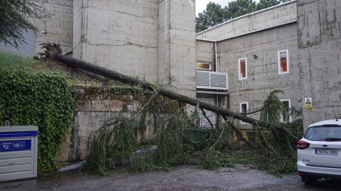 El viento derribó árboles en casi todas las calles