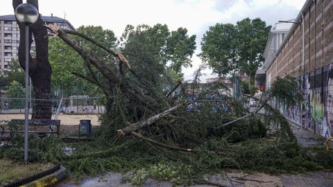 El viento arrancó árboles en casi todas las calles