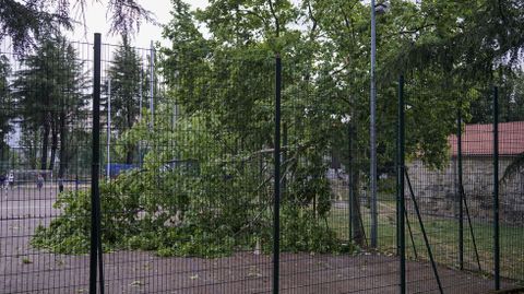 El viento arrancó árboles en casi todas las calles