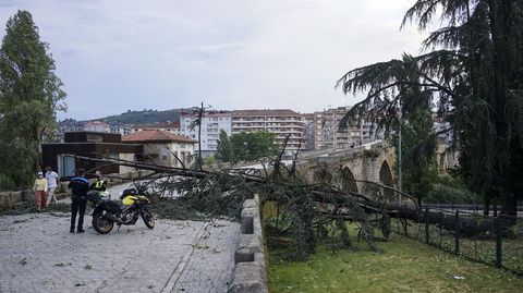 El viento arrancó árboles en casi todas las calles