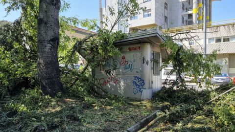 Restos de la arboleda que cayó en las inmediaciones de la comisaría de la Policía Nacional