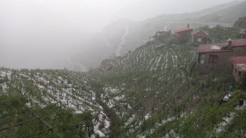 Aspecto que presentaba la zona de viñedos en bancales de San Fiz, en Chantada, media hora después de la primera descarga de granizo