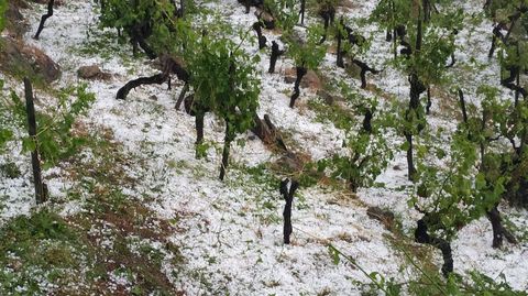 El granizo cubrió de blanco el suelo entre las viñas de San Fiz