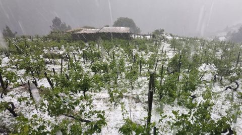 El granizo cubrió de blanco el suelo entre las viñas de San Fiz
