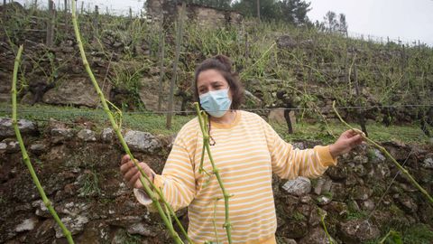 Una de las propietaria de Adega Amedo, bodega incluida en la D.O. Ribeira Sacra, Lorena Amedo, muestra los sarmientos rotos y las cepas destrozadas en la viña