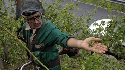 Un viticultor muestra uno de los racimos esparcidos por el suelo a causa del granizo