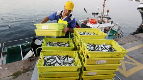 Un pesquero descargando sardina en víspera de san Juan del año pasado en Cambados