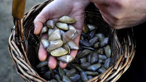 Coquinas genuinamente gallegas, esas que tantos añoran por su inigualable sabor, en una imagen de archivo