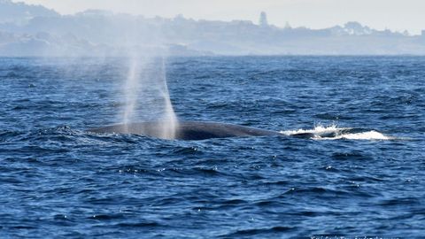 Avistamiento de una ballena azul en la costa gallega en 2018.