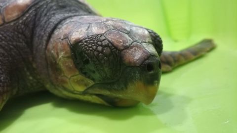 Nanín, la tortuga rescatada en Bueu y que defecaba plásticos