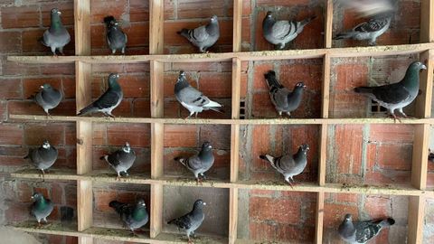 Las palomas mensajeras viven hasta 12 años