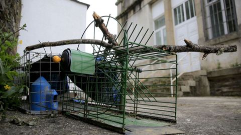 Jaulas utilizadas por el Concello de Lugo para capturar palomas