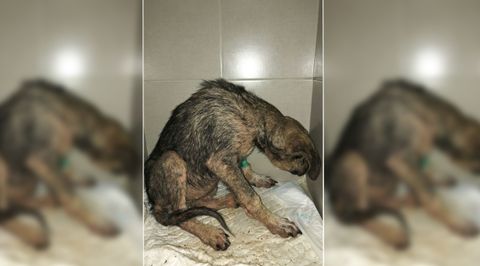 Uno de los animales incautados en Chantada