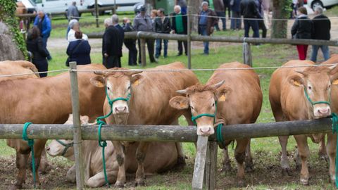 A la feria anual de ganado vacuno de Láncara suelen acudir centenares de reses