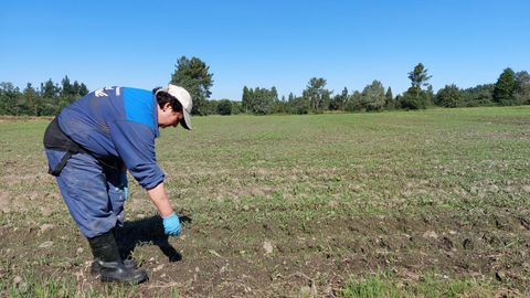 Esther Rodríguez, empleada de la SAT Arealba, en una de las fincas en las que se abandonó la cosecha de maíz por los sucesivos ataques de jabalí