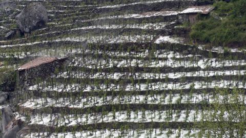 Viñas cubiertas de granizo tras la tormenta del 17 de junio en Chantada