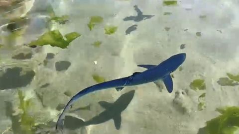 Aparece una quenlla en la playa de Quenxe, Corcubión