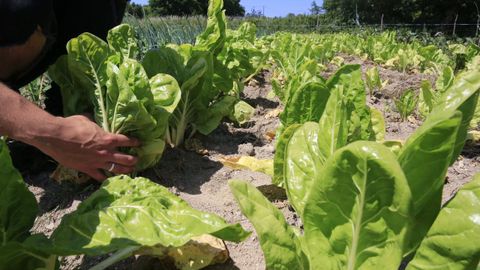 Explotación de agricultura ecológica en Lugo