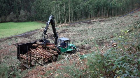 La actividad forestal está muy presente en diferentes comarcas de Lugo